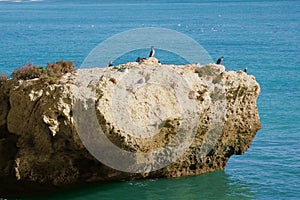 Cormorants and seagulls 1