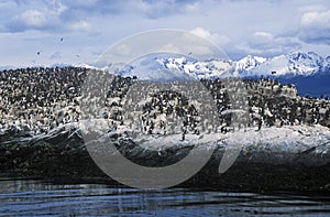Cormorants on rocks near Beagle Channel and Bridges Islands, Ushuaia, southern Argentina photo