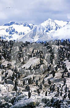 Cormorants on rocks near Beagle Channel and Bridges Islands, Ushuaia, southern Argentina