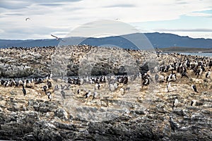 Cormorants sea birds island - Beagle Channel, Ushuaia, Argentina