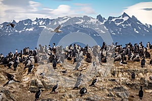 Cormorants sea birds island - Beagle Channel, Ushuaia, Argentina