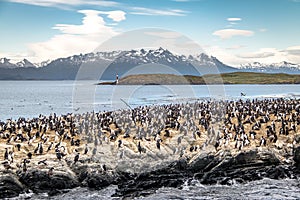 Cormorants sea birds island - Beagle Channel, Ushuaia, Argentina