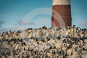 Cormorants and Sea Lions in Patagonia