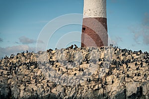 Cormorants and Sea Lions in Patagonia