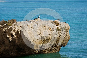 Cormorants and seagulls 2