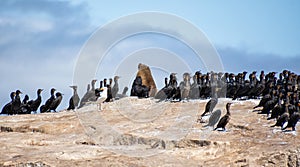 Cormorants And Seals