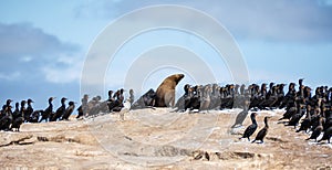 Cormorants And Seals