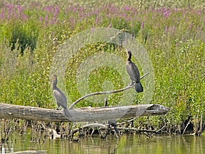 Cormorants sitting on a dead tree trunk in the marsh