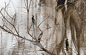 Cormorants are sitting in trees in the morning