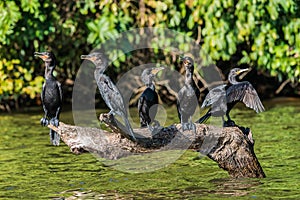 Cormorants standing branch peruvian Amazon jungle Madre de Dios