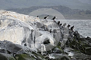 Cormorants standing on a rock