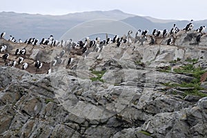 Cormorants standing on a rock