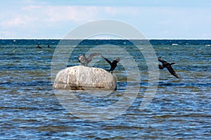Cormorants on a stone by the sea