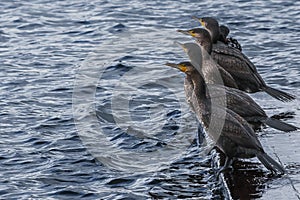 Cormorants sunbathing. Inhabitants of the lake