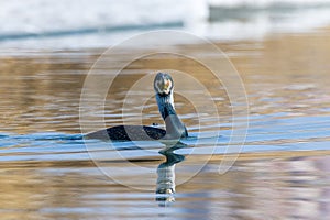 Cormorants swimming in the wetlands water photo