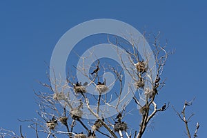 Cormorants in their nests in the bare trees of a dead tree