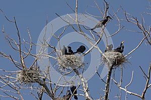 Cormorants in their nests in the bare trees of a dead tree