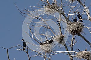 Cormorants in their nests in the bare trees of a dead tree