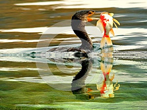 Cormorants to catch fish and reflection photo