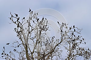 Cormorants on the tree. plane cormorants