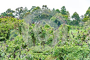 Cormorants on trees on the banks of the White Nile in Uganda.