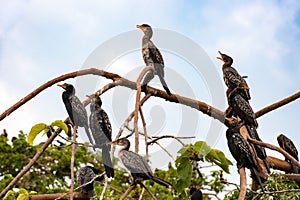 Cormorants on trees on the banks of the White Nile in Uganda.