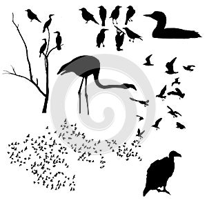 Cormorants, turkey vulture, seagulls, loon, flamingo, starlings, and more birds are seen