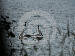 Cormorants on water background