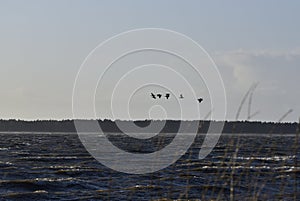 cormorants in windy weather