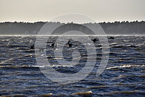 cormorants in windy weather