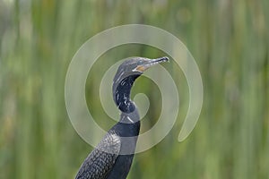 CormorÃ¡n neotropical Nannopterum brasilianus