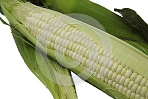 Corn 1