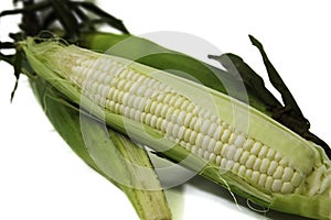 Corn 1