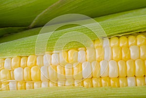 Corn