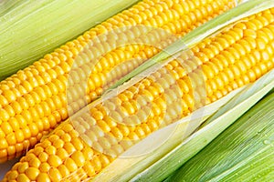 Corn photo