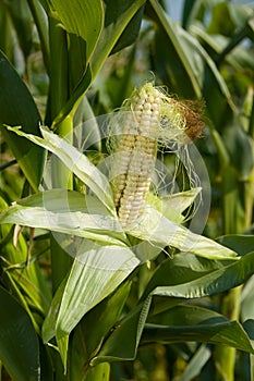 Corn