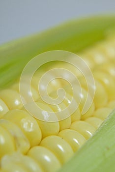 Corn