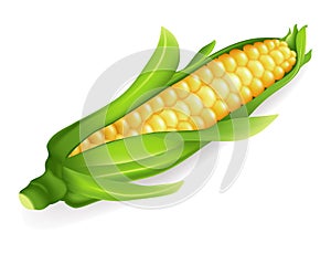 Corn photo