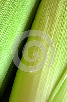 Corn