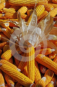 Corn