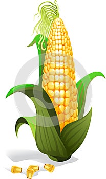 Corn photo