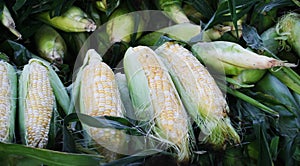 Corn