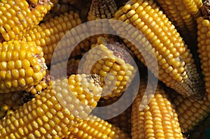 Corn