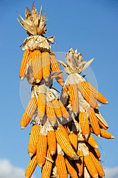 CORN