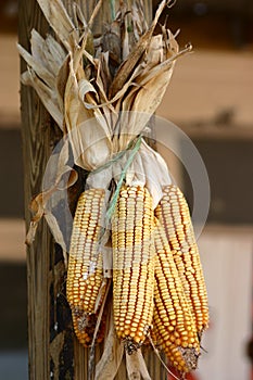 Corn