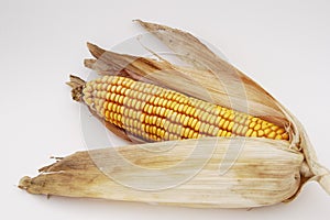 Corn 3