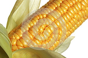 Corn