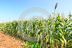 Corn