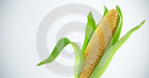 Corn