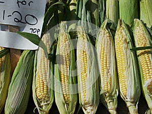 Corn